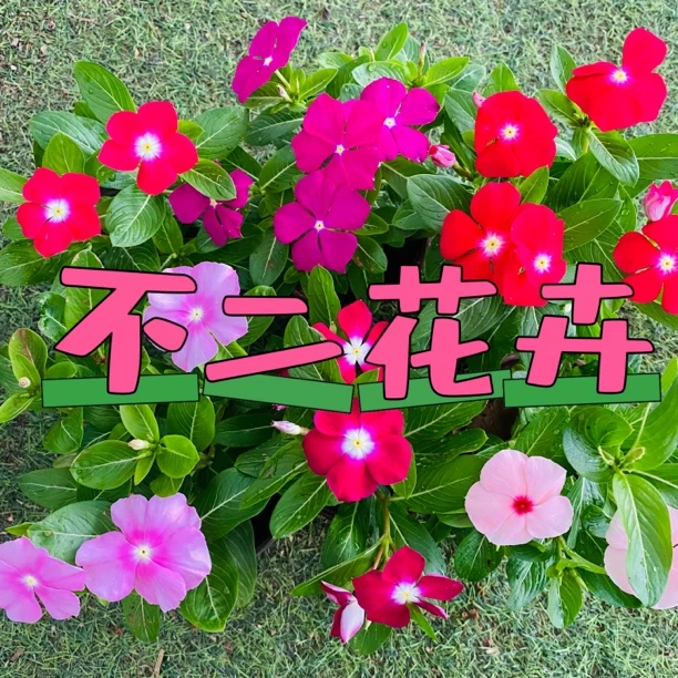 长春花天天开喜光喜湿可地栽