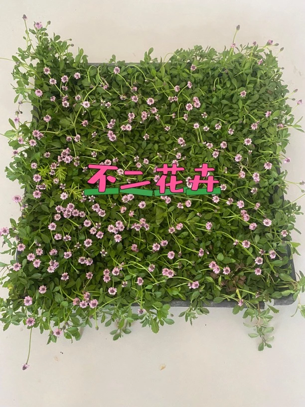 姬岩垂草耐寒耐高温地被植物
