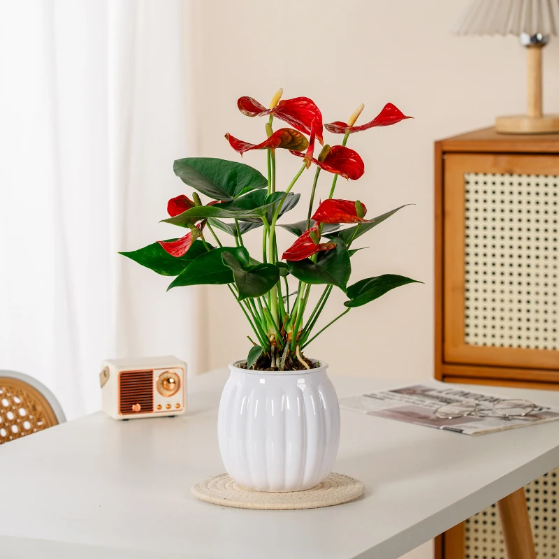 红掌盆栽客厅房间办公室桌面美观水培四季开花好养护植物