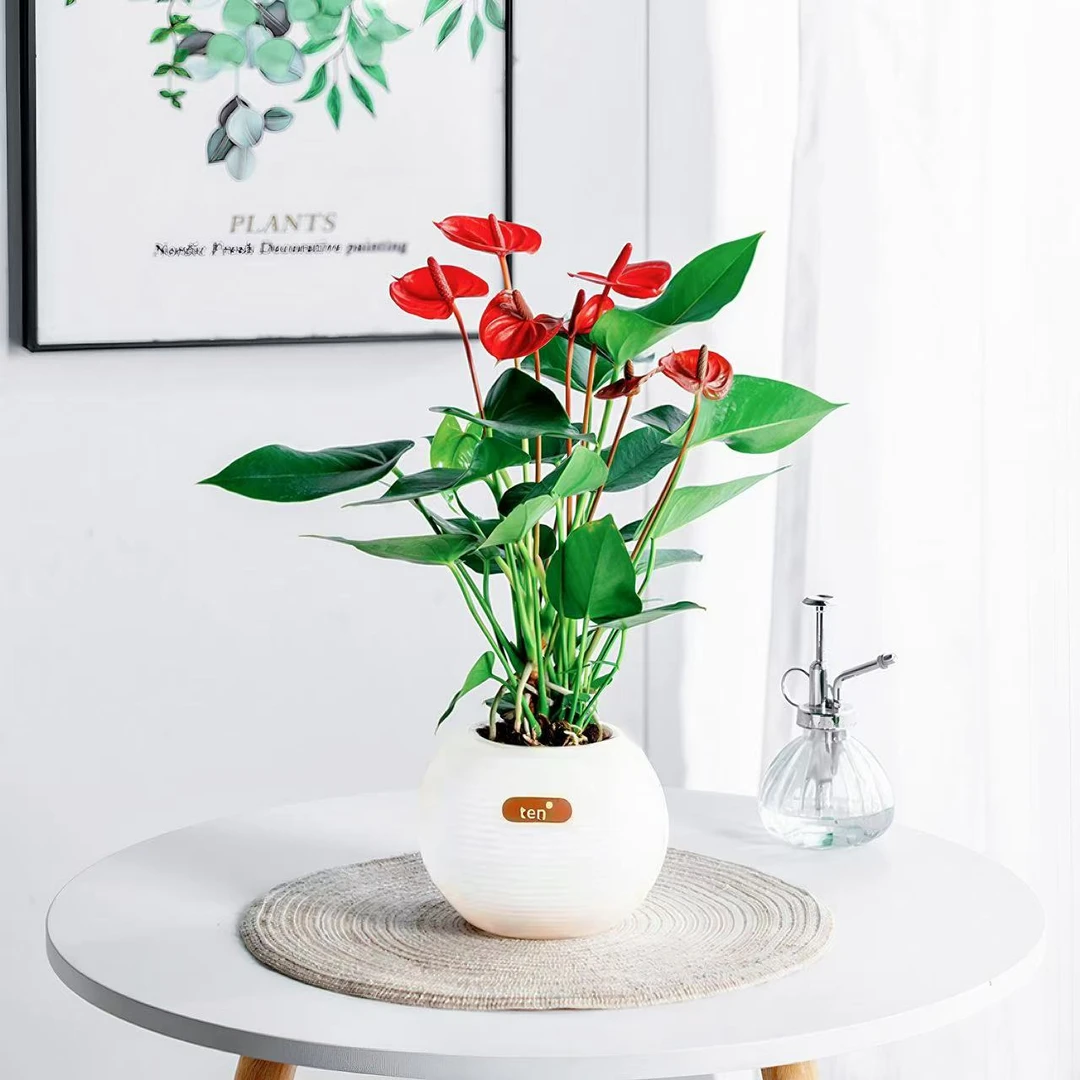 红掌盆栽客厅房间办公室桌面美观水培四季开花好养护植物