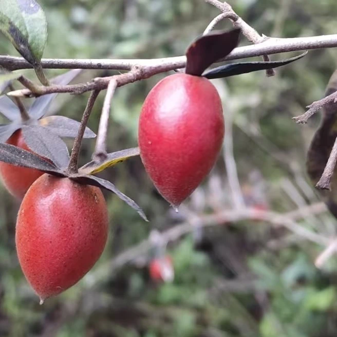老鸦柿素材一物一拍