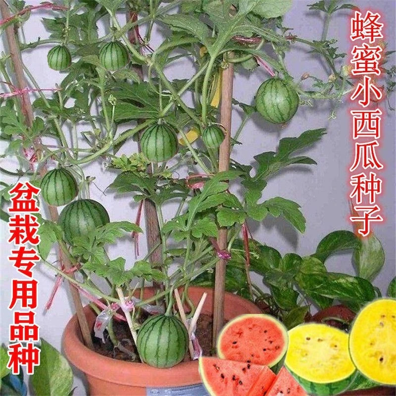 拍三送一蜂蜜小西瓜种子阳台盆栽四季可种高产薄皮水果种籽
