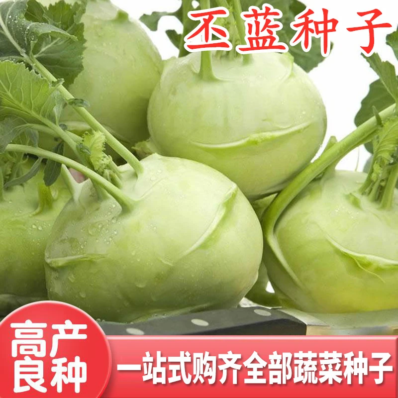 籽种苤兰种子球茎青苤蓝芥兰头芥菜四季阳台腌咸菜简单