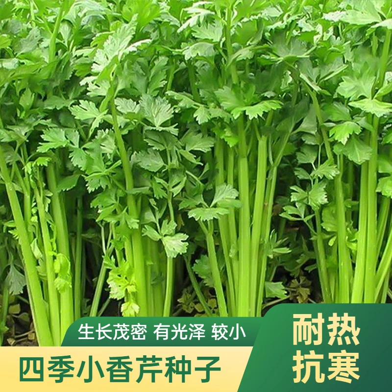 【拍三送一】四季小香芹/大肉西芹菜根芹家庭蔬菜种子夏季鲜嫩