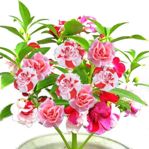 重瓣凤仙花种子四季活茶花指甲草指甲花盆栽花种籽庭院植物花籽