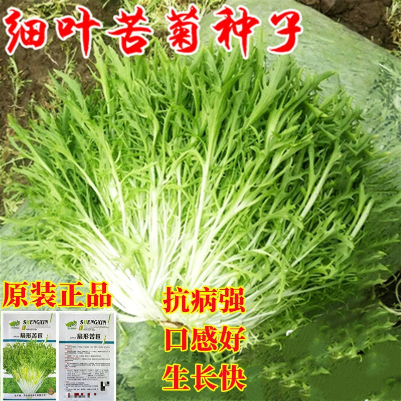 拍三送一细叶黄芯苦菊种籽绿叶碎叶蔬菜盆栽秋季播种简单易种