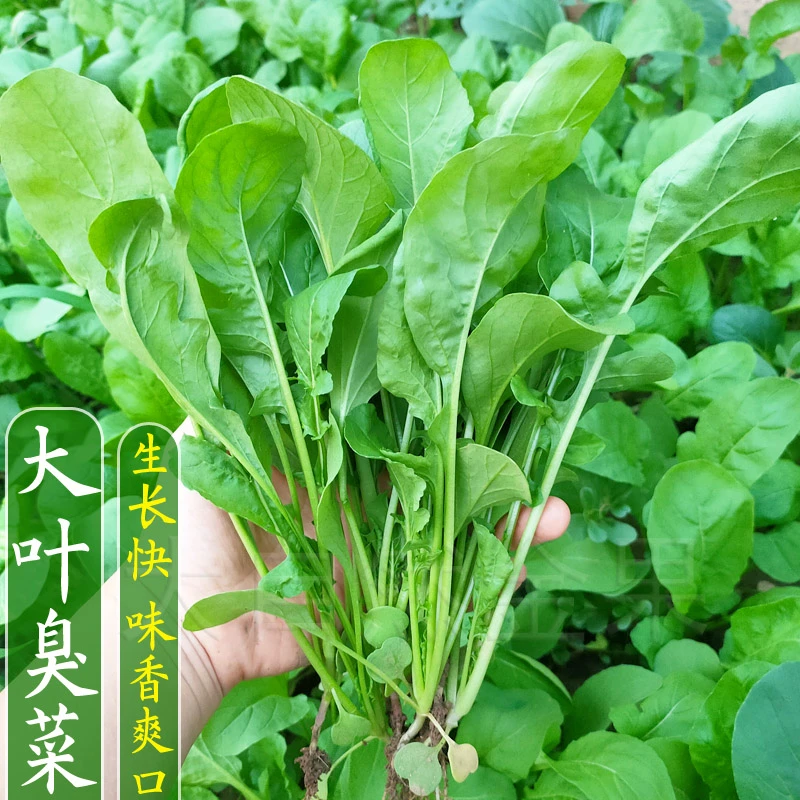 拍三送一大叶臭菜种子芝麻香菜种籽四季播小青菜蔬菜种籽