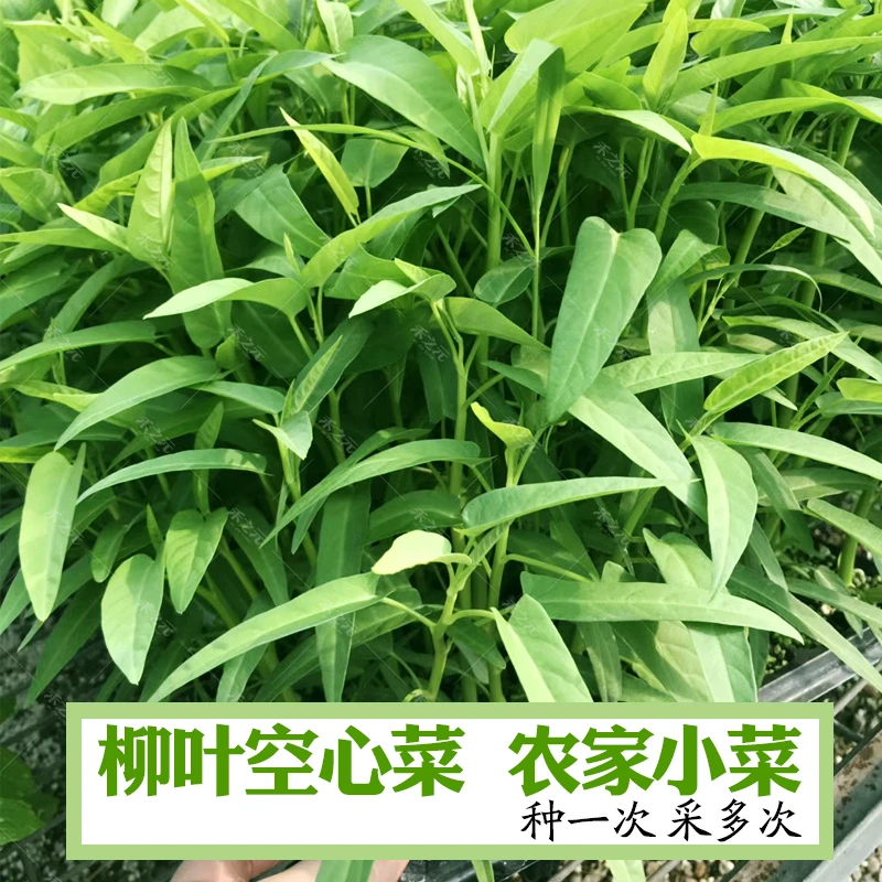 籽种拍三送一/三叉空心菜/大叶空心菜/柳叶白梗空心菜家庭种植