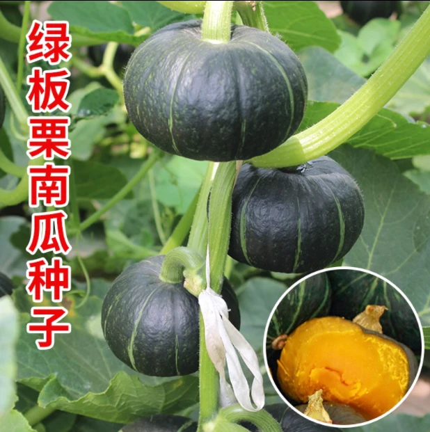 拍三送一红板栗南瓜种子绿贝贝南瓜种子四季迷你高产蔬菜种子种植