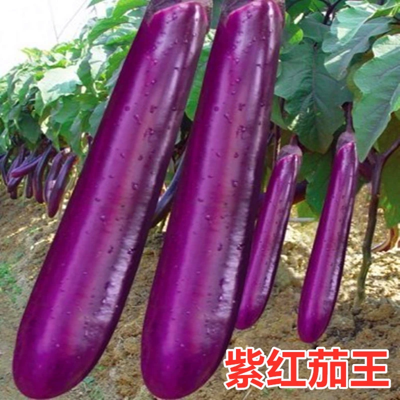 籽种拍三送一四季播种快圆茄/绿圆茄、紫玉长茄种子家庭种植生长