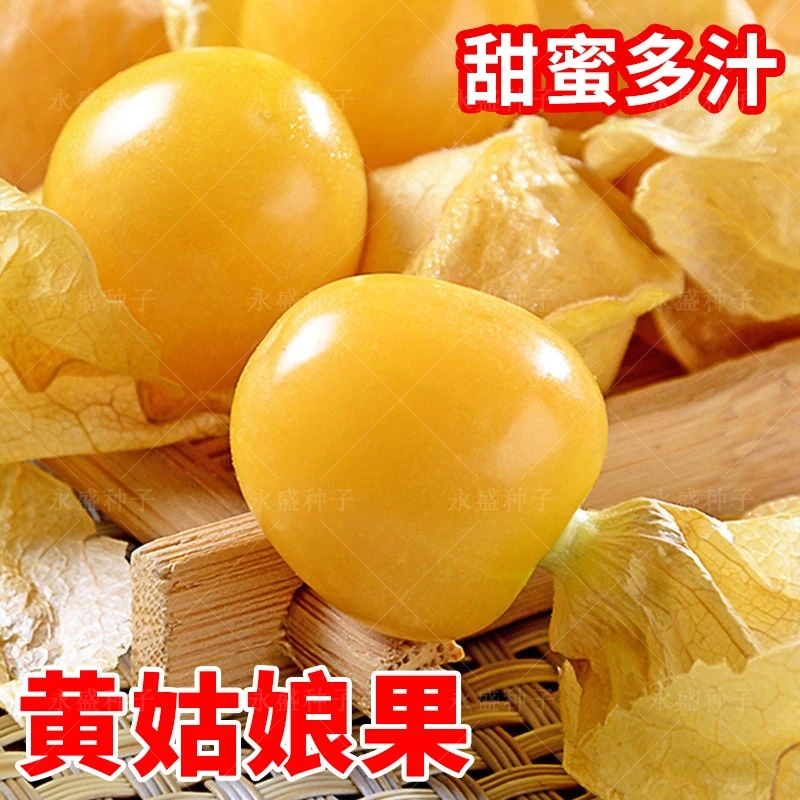 拍二送一姑娘果种子红菇娘种子黄菇娘果种籽盆栽蔬菜种孑简单四季