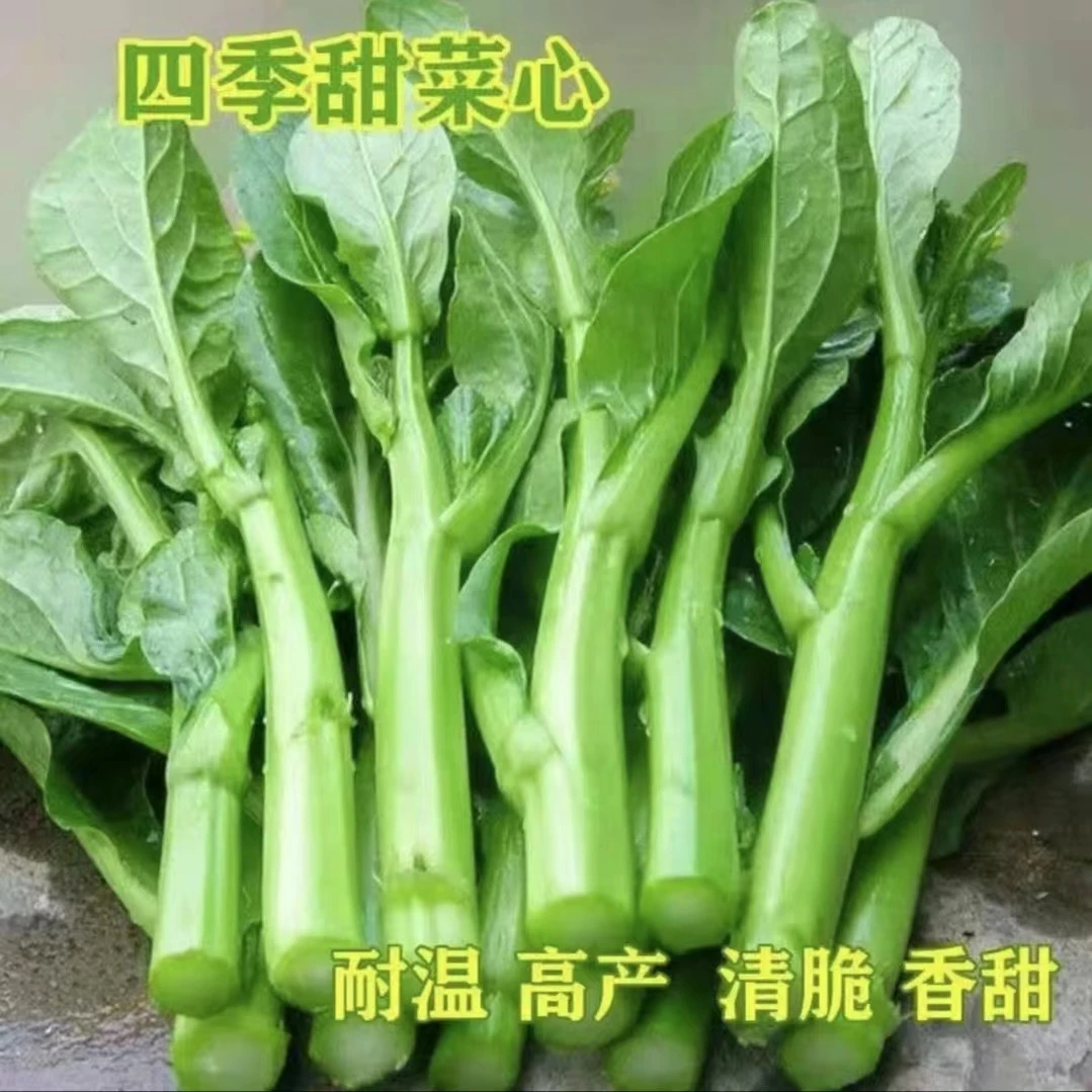 拍三送一四季甜菜心/红菜苔/白菜苔种子家庭播种高品质蔬菜优生长