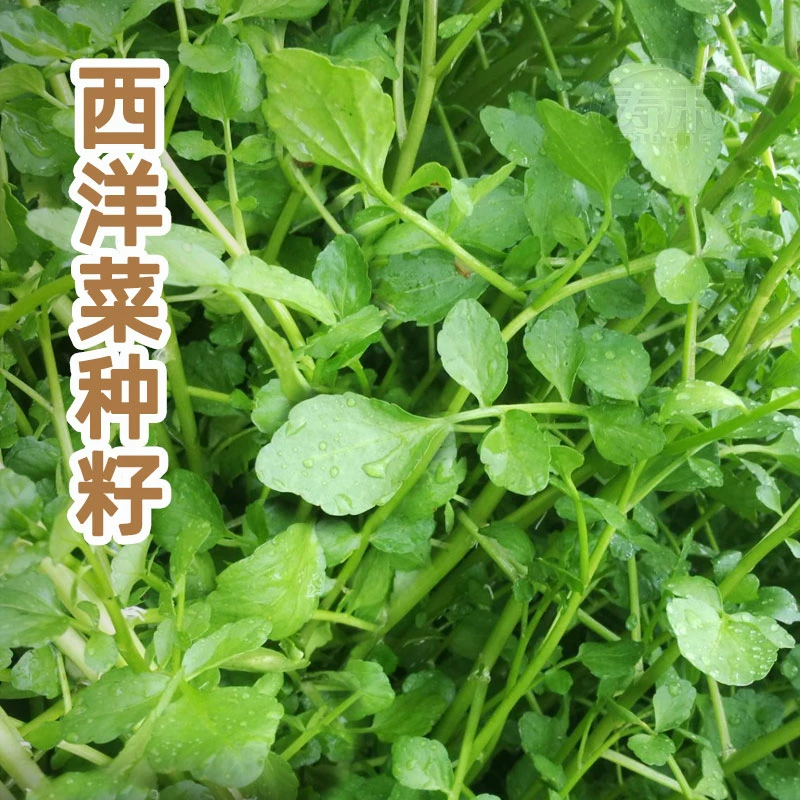 籽种西洋菜种籽豆瓣菜种子四季菜种水芥菜蔬菜种子简单