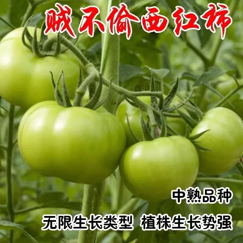 拍三送一东北特色绿皮西红柿种子绿番茄种籽脆甜口感四季蔬菜种
