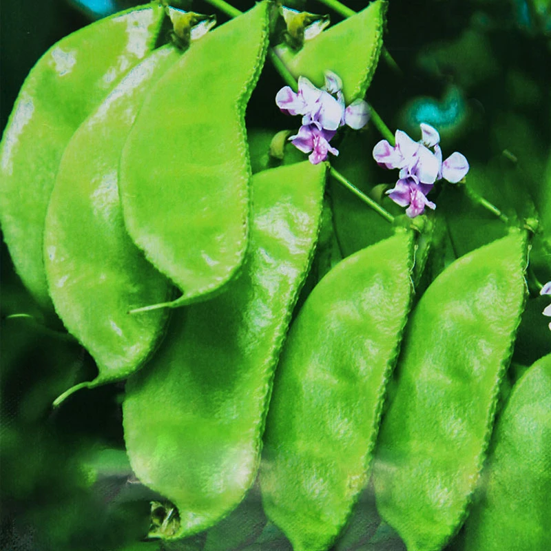 籽种拍三送一荷兰豆/绿眉豆/紫边眉豆/家庭种植豆种子耐寒大块