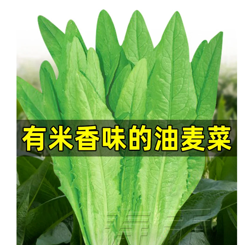 【拍三送一】油麦菜种子/红油香油麦菜菜籽盆栽播种蔬菜孑菜种