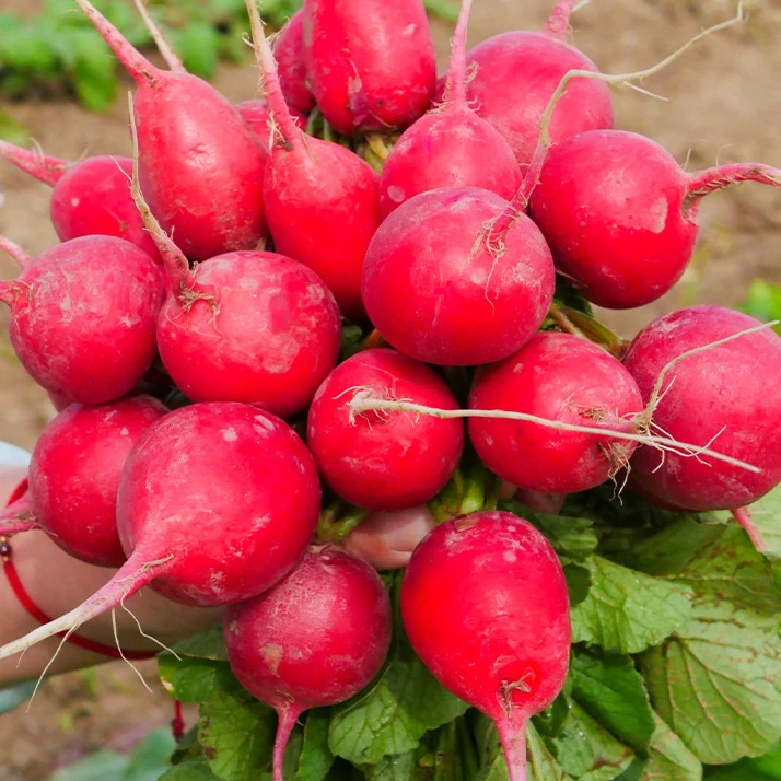 籽种拍三送一樱桃小萝卜种子甜脆翠绿品质发芽春天季节种植生长