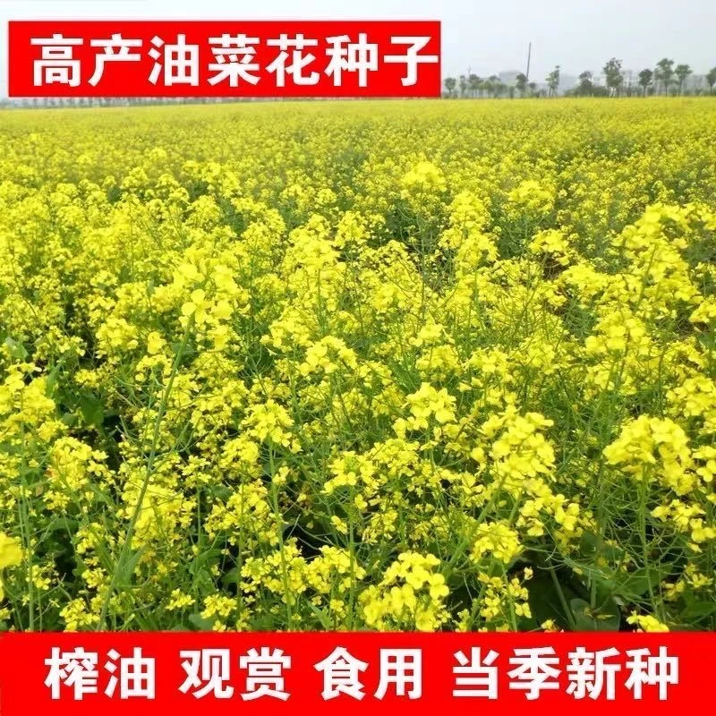 籽种高产油菜种子彩色油菜种子花海观赏油菜花榨油铁杆