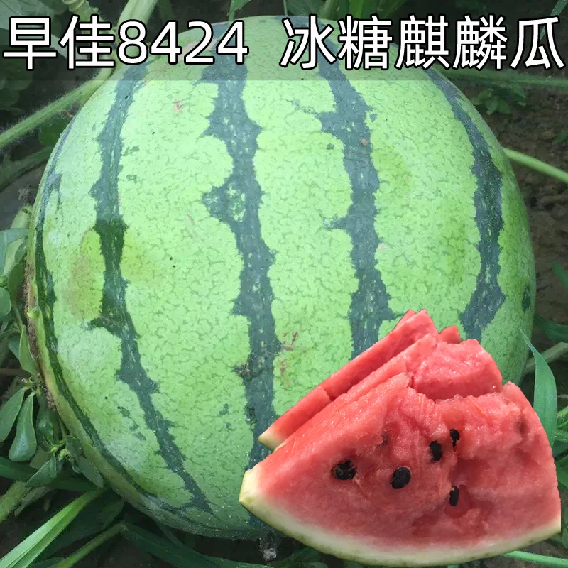 籽种拍三送一8424麒麟西瓜/懒汉瓜王/黑巨霸/黄美人西瓜/高产种子