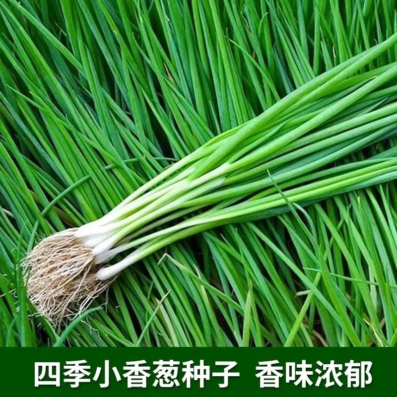 【拍三送一】四季小葱/红根葱/铁杆大葱种子种植香葱种子新鲜
