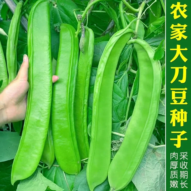 拍三送一刀豆种子霸王大刀豆种籽巨型大豆角种籽四季爬藤豆角种子