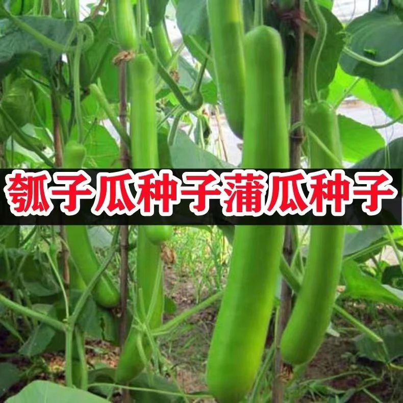 籽种拍三送一早熟瓠瓜种四季短棒高产瓠子瓜籽南瓜蔬菜种孑简单