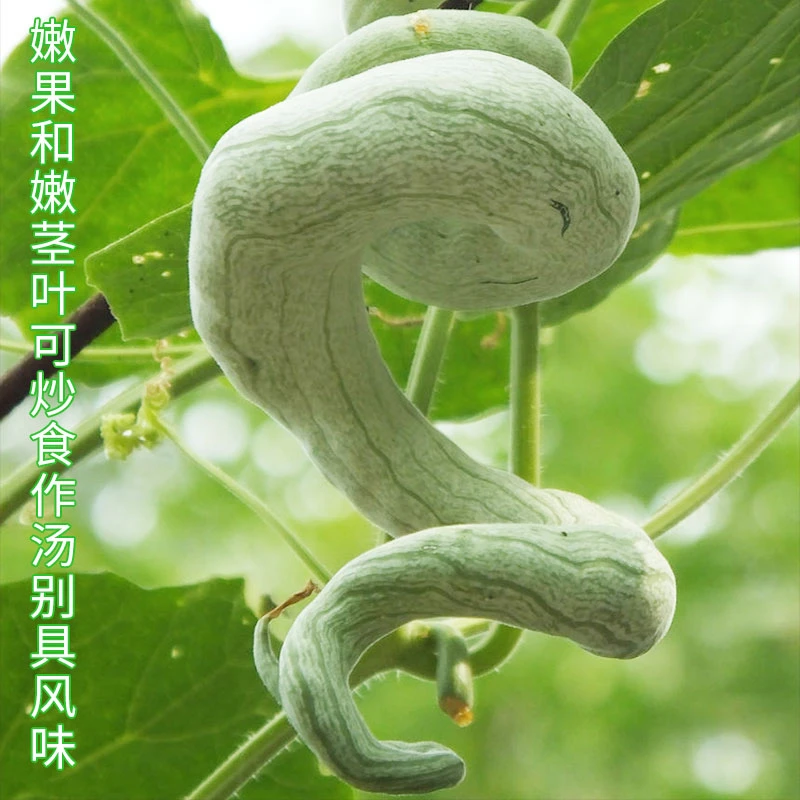 籽种拍三送一四季长蔬菜孑超长巨型蛇瓜特长南方蛇豆角