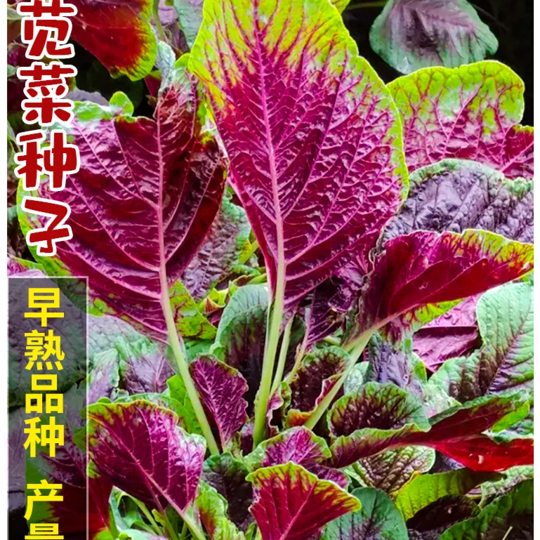 一点红苋菜种子【拍二送一】绿苋菜、冬寒菜种子产量多/菜园种植蔬菜