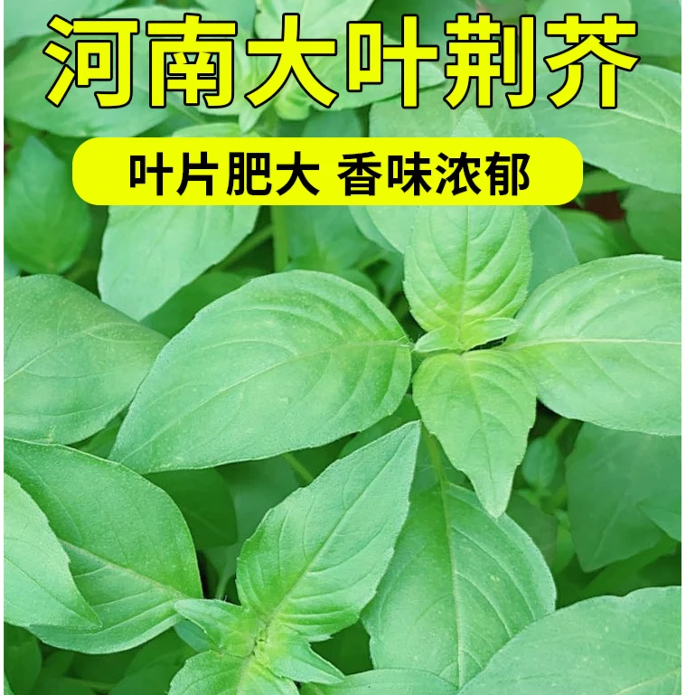 拍三送一荆芥种子四季种植蔬菜籽种大叶黄瓜种孑家庭园艺
