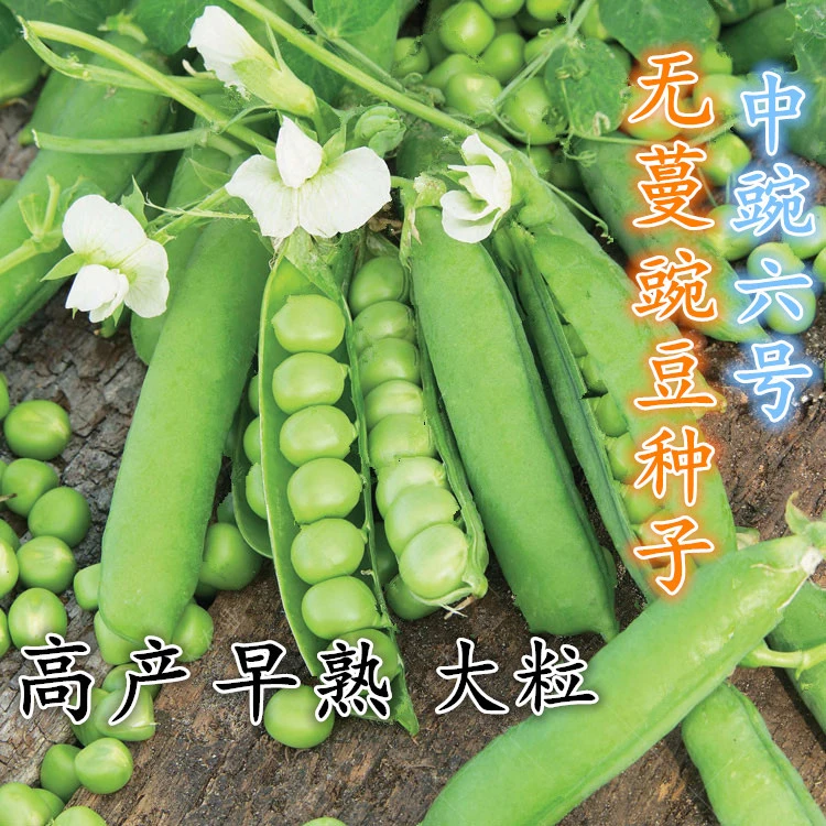 籽种甜脆豌豆种子豌豆苗种子豆角鲜嫩营养家庭种植高产
