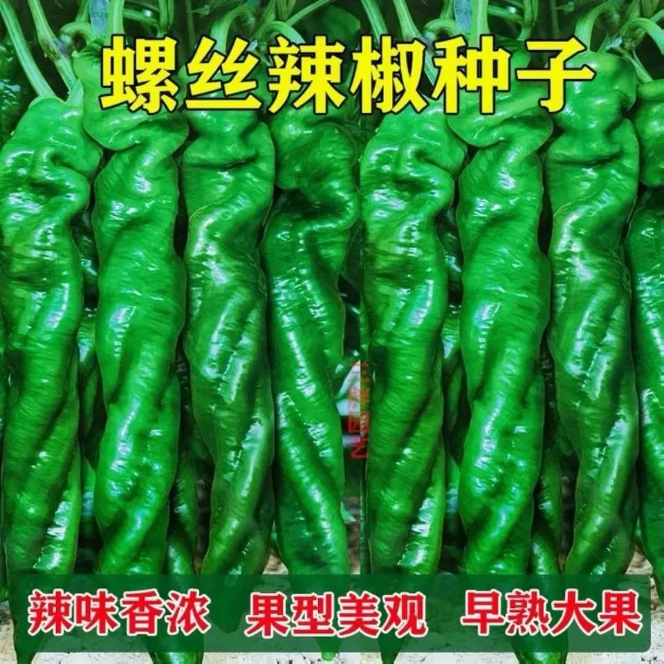 籽种拍三送一辣椒种子螺丝椒/牛角椒/薄皮青椒、甜椒蔬菜种子种植