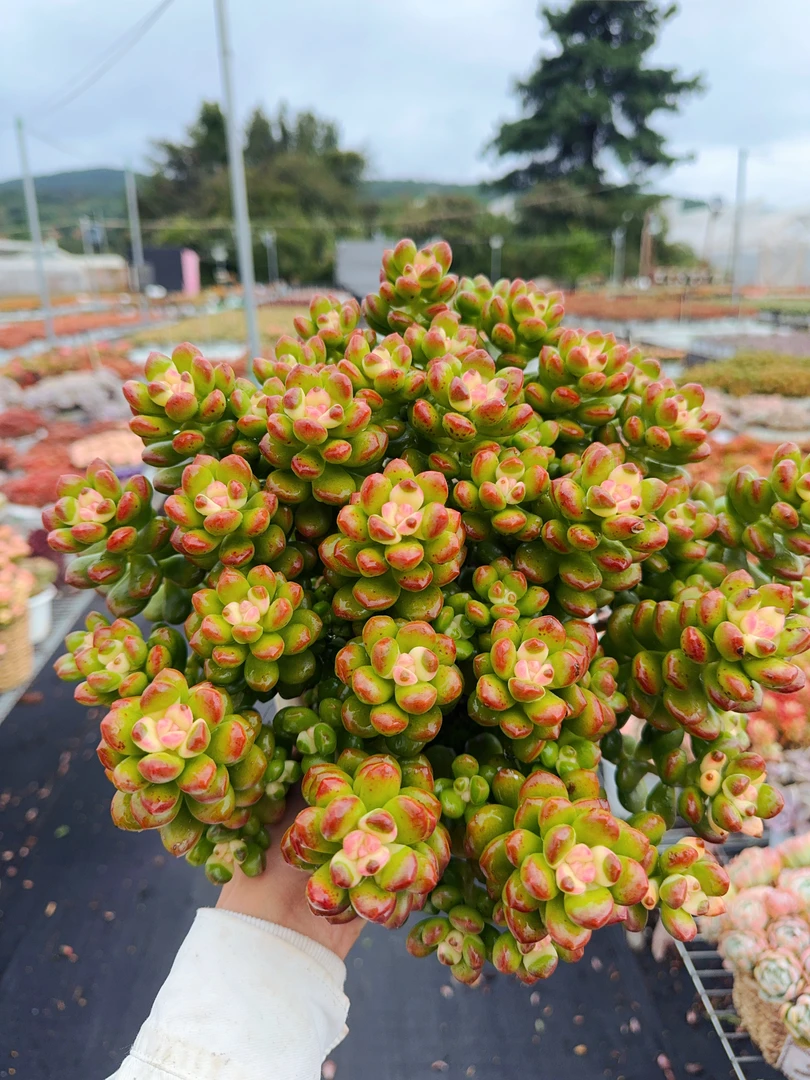 X胭脂豆 耐旱 多肉植物 新手好养