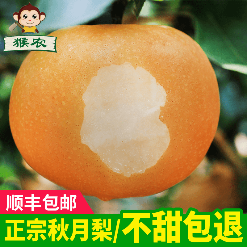 【顺丰包邮】正宗山东莱阳秋月梨新鲜多汁现摘现发4.5斤包邮酥脆甜