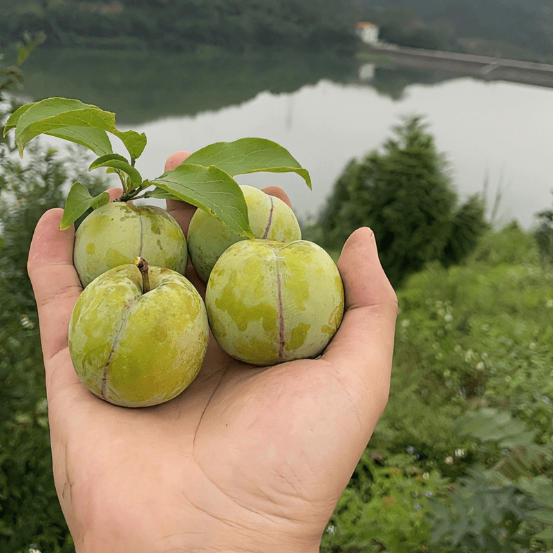 试吃翁源三华李一线红清脆香甜蜜味多支新鲜采摘夏日尝鲜小果试吃