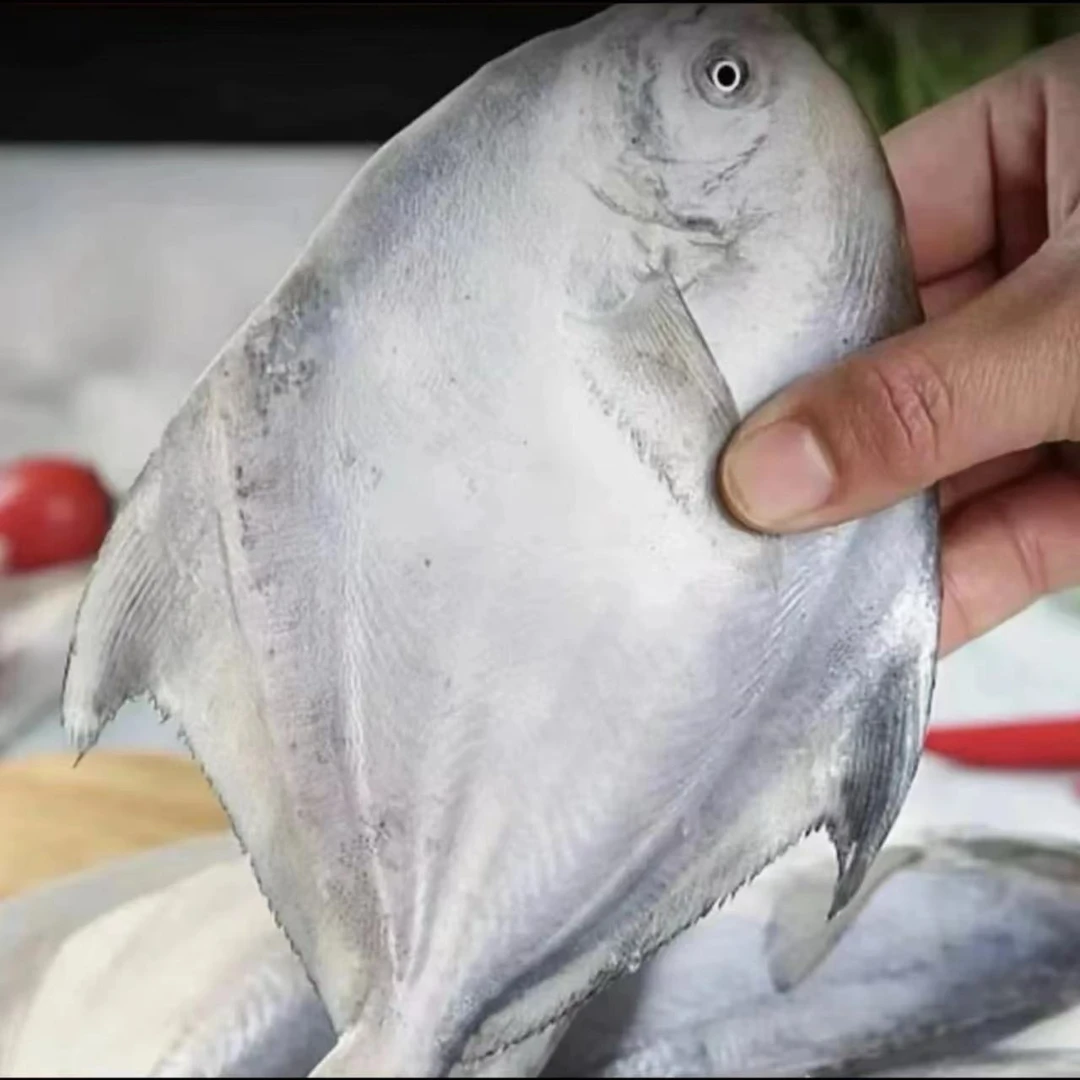 2-3条/斤银鲳鱼 新鲜海鱼 海捕鲳鱼 肉质细嫩 500g/包 到3斤