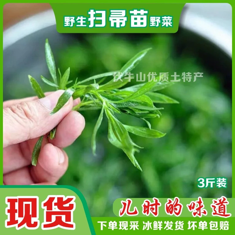 野生健康美味扫帚苗菜河南新鲜农家菜凉拌家常野菜现货500克包邮