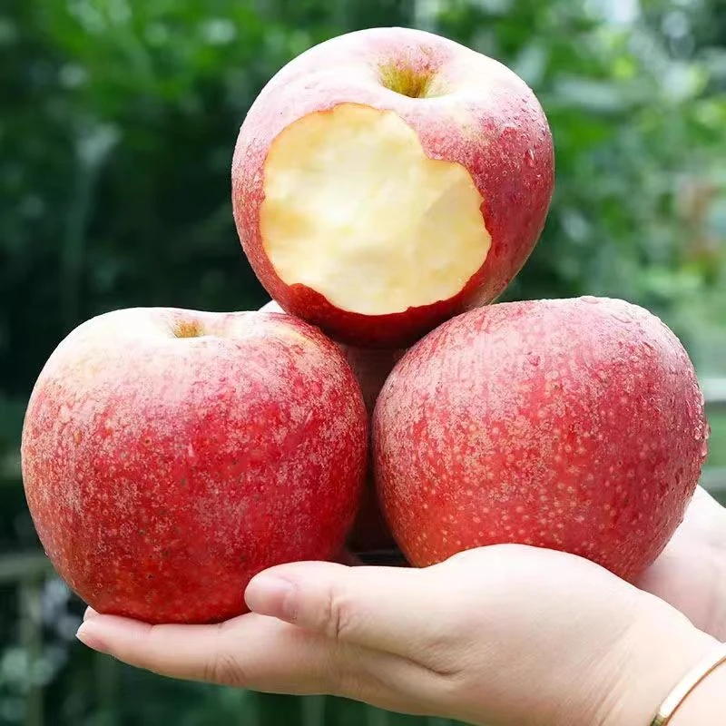陕西老树秦冠粉苹果香甜软糯新鲜老人刮泥吃果新鲜水果整箱粉面甜