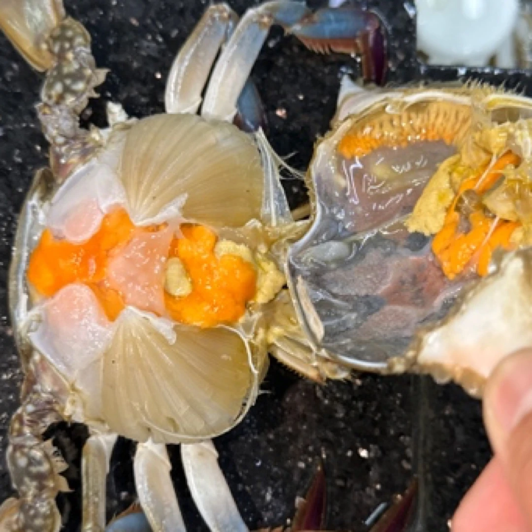 东港梭子蟹三点红母蟹 顶盖满黄 鲜活速冻 保肥