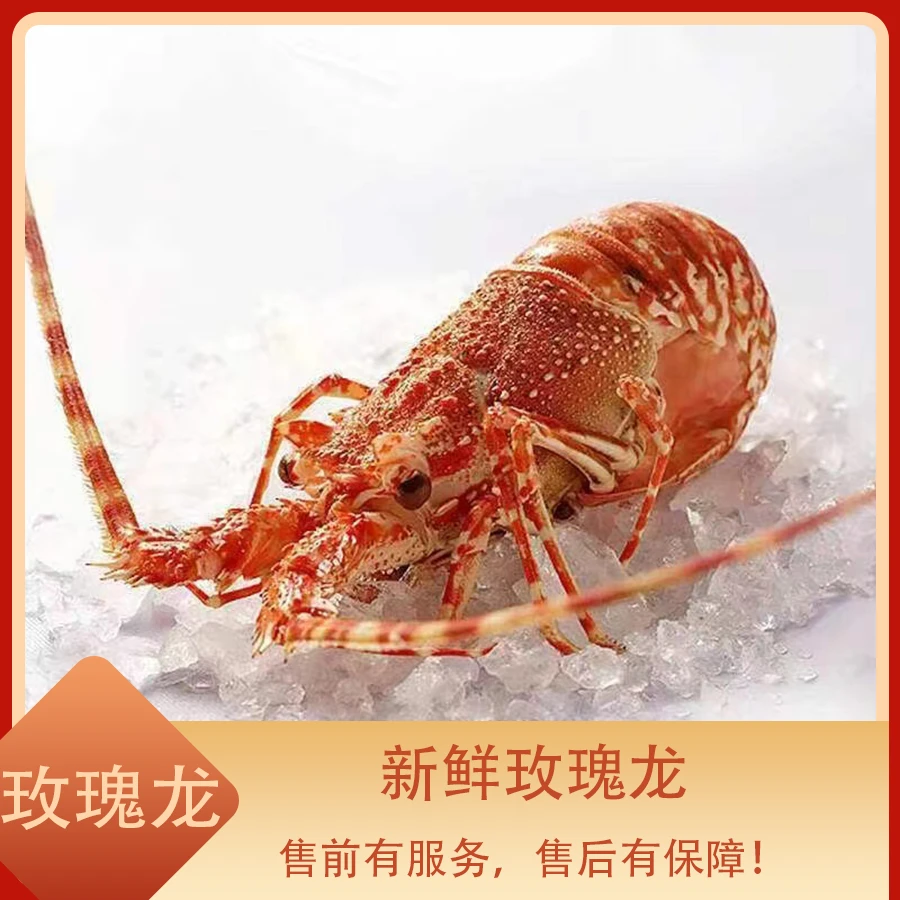 玫瑰龙虾  龙虾新鲜甜美冷冻鲜 液氮锁鲜发货