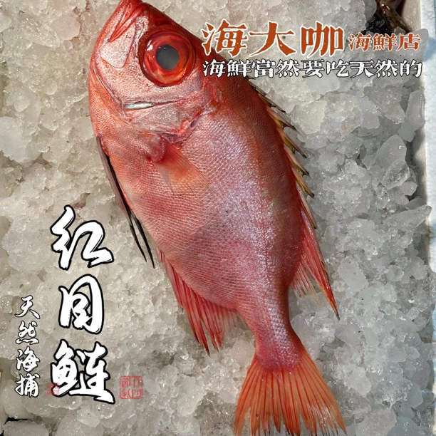 广东汕尾 本港野生红目连（大眼鸡）特别嫩香