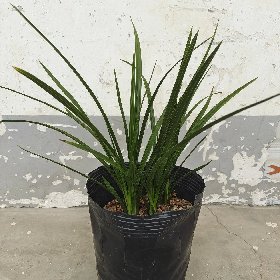 新品蕙兰直播链接(拍品为准)