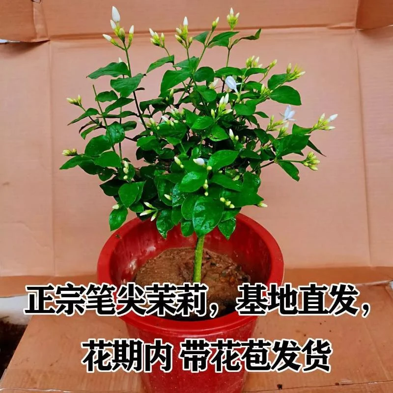 独杆棒棒糖笔尖茉莉花