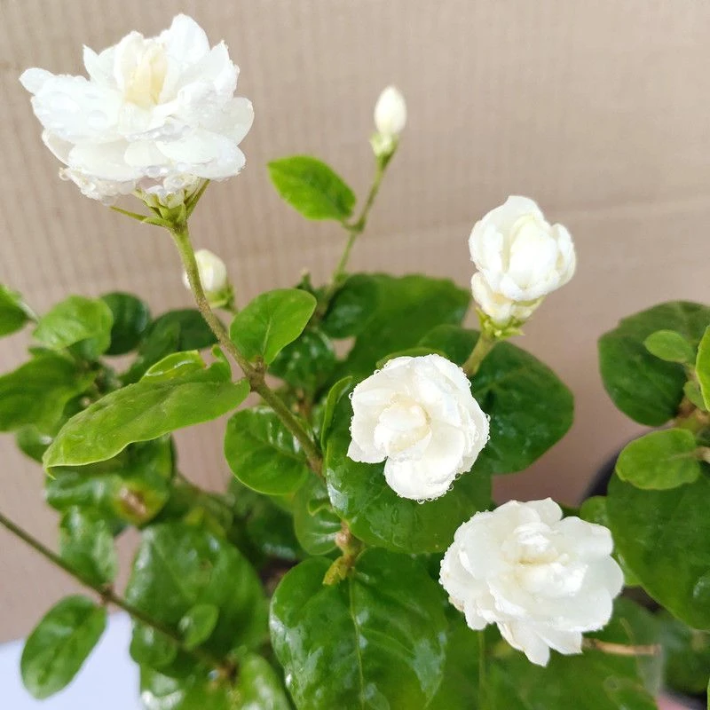 巴西重瓣大花菊花茉莉庭院阳台