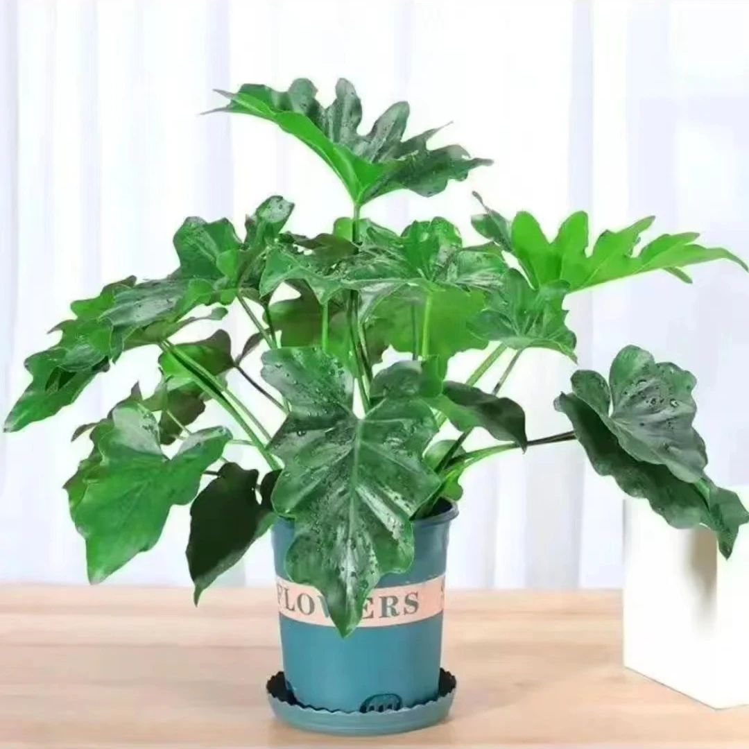 春羽绿植盆栽水培植物老桩苗办公室内净化空气吸甲醛土培花卉