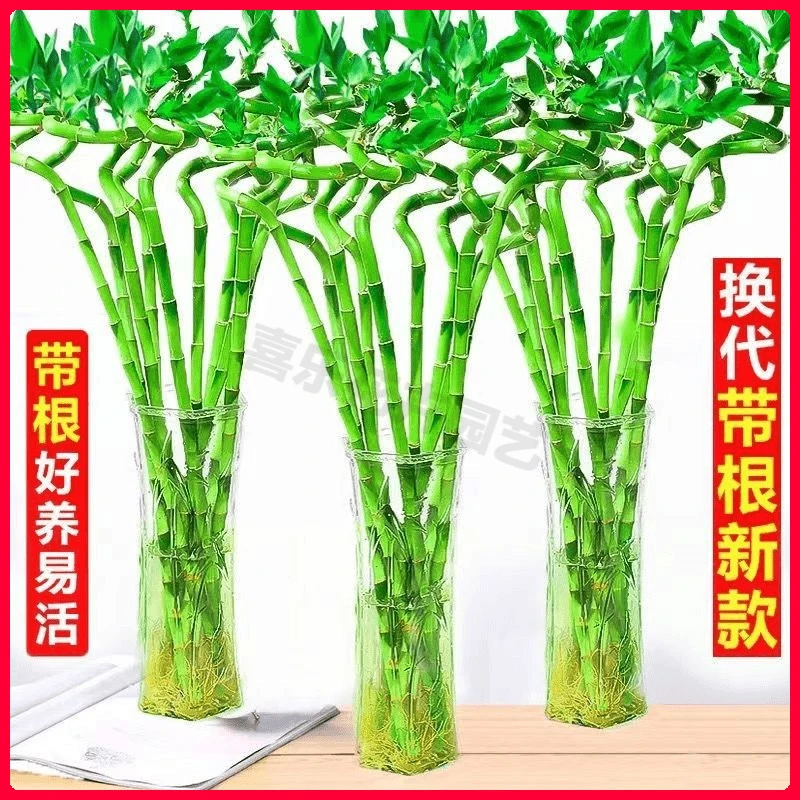6支带根 富贵竹水培转运竹植物水养弯竹开运竹子盆栽客厅招财绿植
