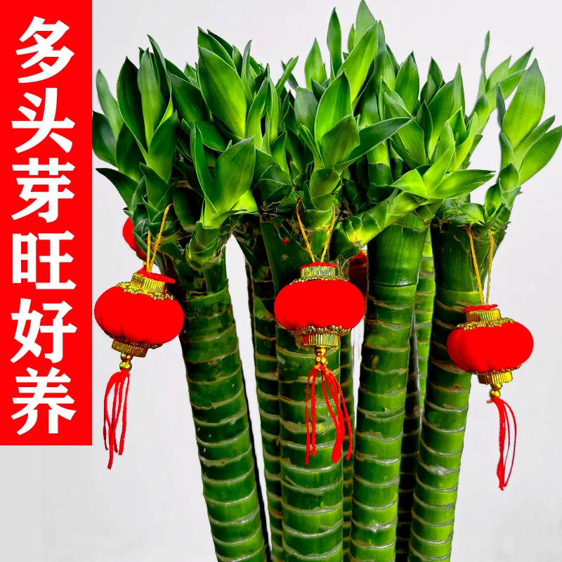 文昌竹带根富贵竹水养龙竹观音竹荷花竹植物客厅盆栽水培绿植花卉