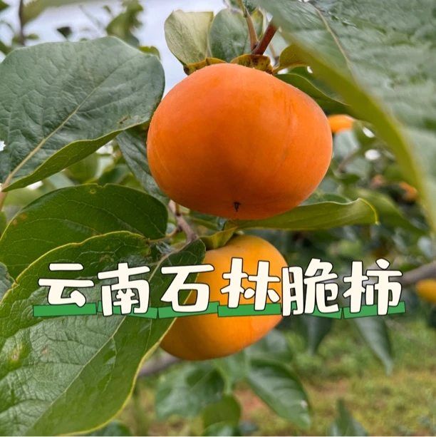 云南石林脆甜柿子1斤3斤5斤当季新鲜时令水果脆柿