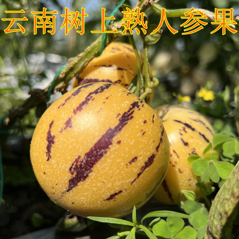 云南石林树上自然熟人参果新鲜黄肉低糖清甜3斤5斤产地包邮