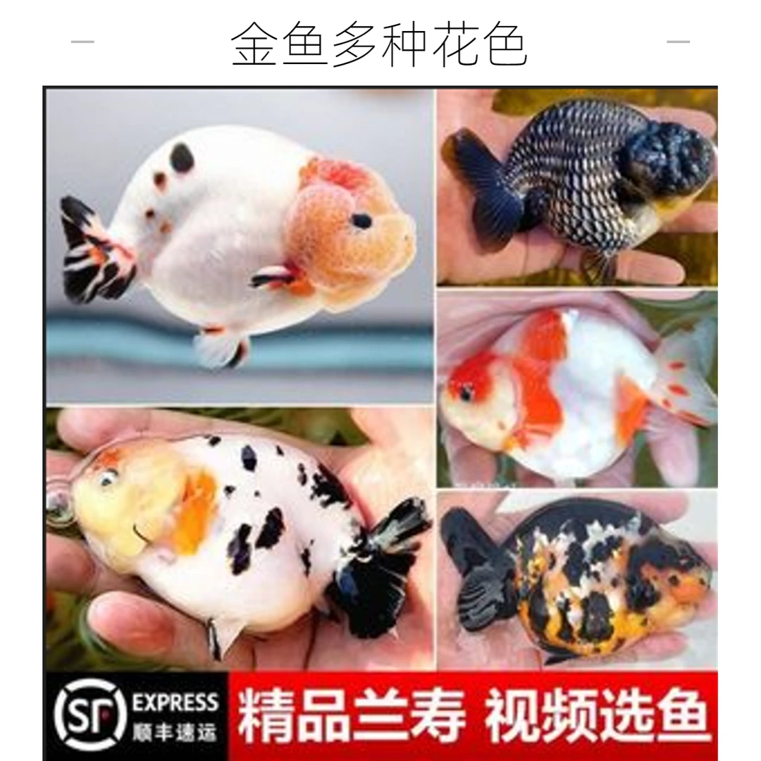 观赏鱼金鱼淡水鱼易养活耐寒耐热直播专用冷水鱼各种花色漂亮好看