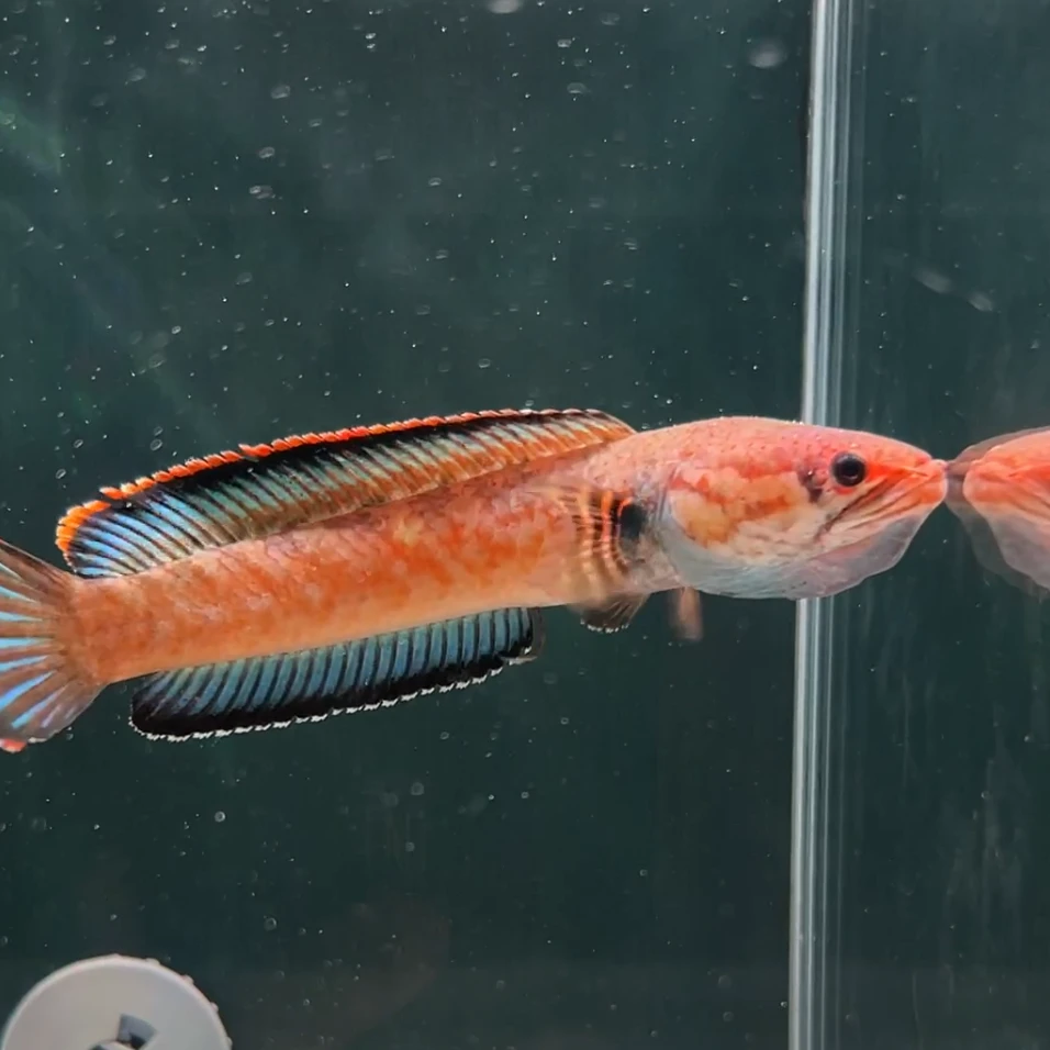 缅甸血斑三型冰火小型凶猛雷龙鱼好养耐造